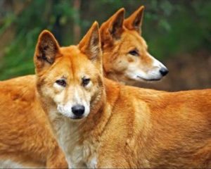 Dingo Syndrome