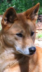 Dingo Portrait