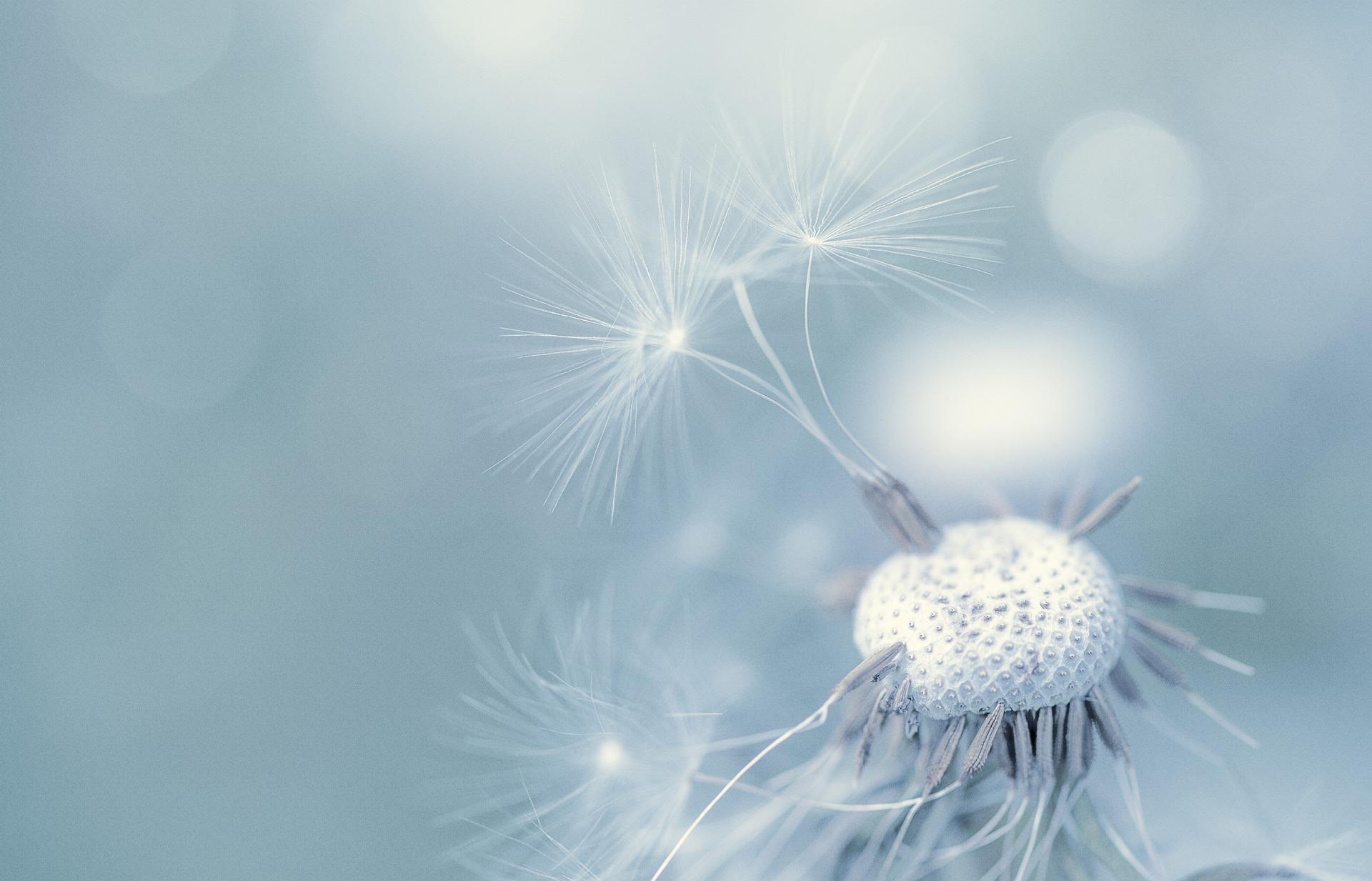 Dandelion blowing